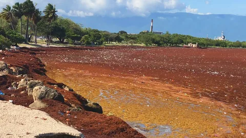 Sargassum along the coast of Barahona Province, Dominican Republic in 2021; not Punta Cana