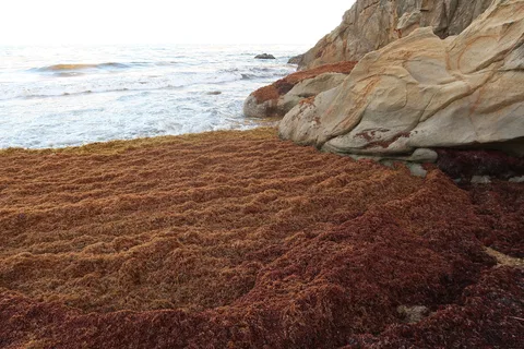 Stranded sargassum on Punta Tuna Beach in Puerto Rico in 2021, illustrative close view, not Punta Cana